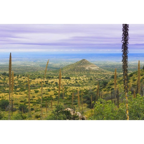 TX, Guadalupe Mountains NP Mountain Landscape